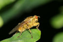 06-6331 Yellow Dung Fly (Scathophaga stercoraria)